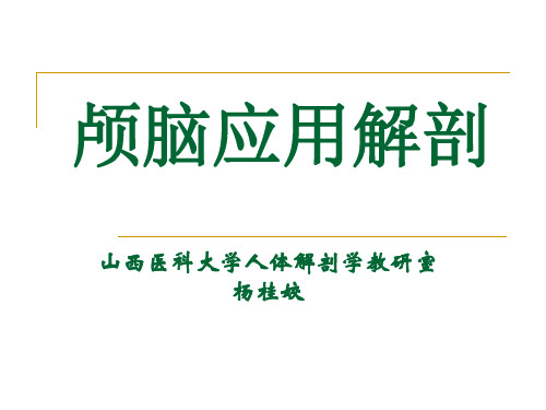 颅的解剖