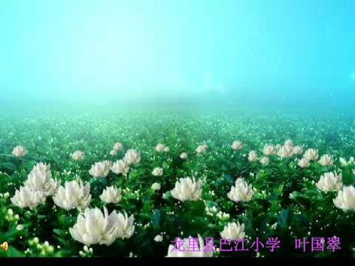 六年级下册综合复习1、《养花》课件