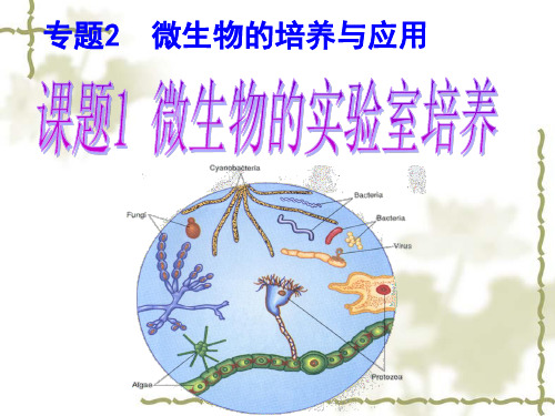 培养基1000mL牛肉膏蛋白胨培养基的营养构成