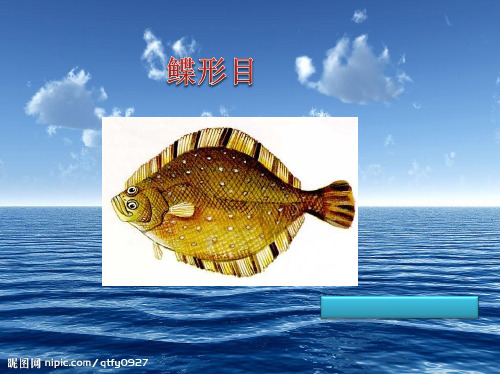 鲽形目