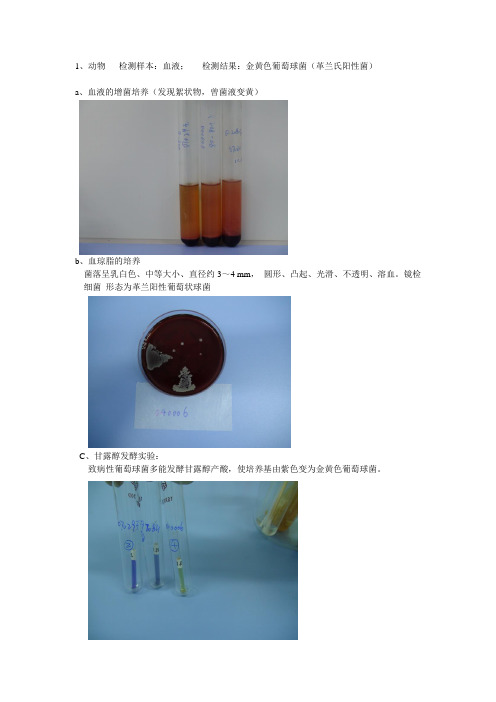 金黄色葡萄球菌检测