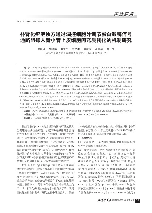 补肾化瘀泄浊方通过调控细胞外调节蛋白激酶信号通路阻抑人肾小管上皮细胞间充质转化的机制研究