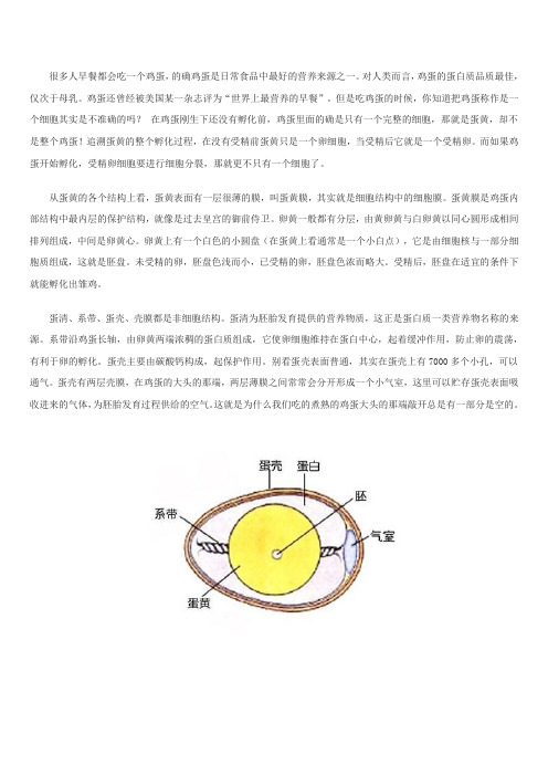 鸡蛋是一个卵细胞吗？