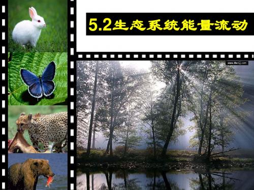 生态系统的能量流动精美课件(公开课_)
