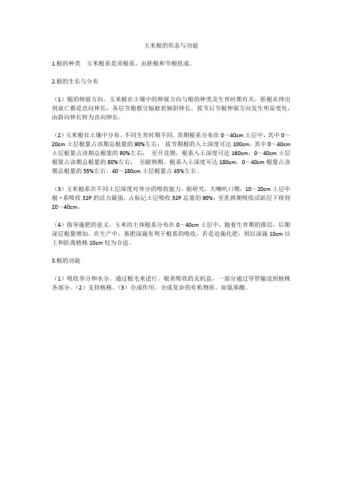 玉米根的形态与功能