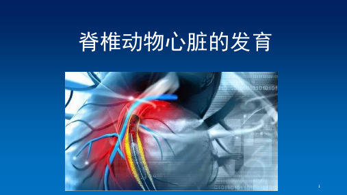 第十六章-脊椎动物心脏的发育PPT课件