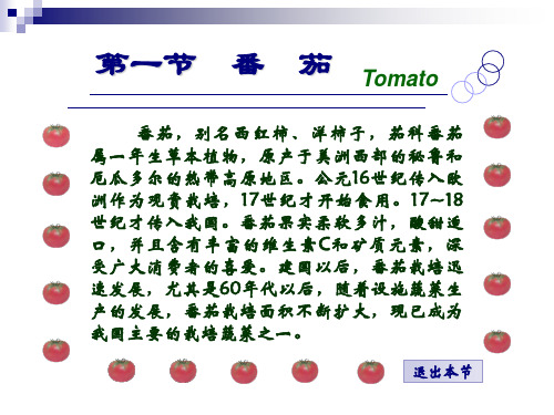 番茄栽培技术