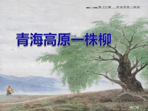 《青海高原一株柳》PPT优秀课件