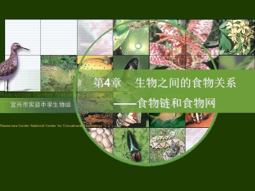 初中生物  生物之间的食物关系——食物链和食物网 苏科版精品课件
