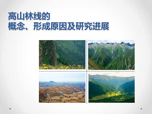 高山林线