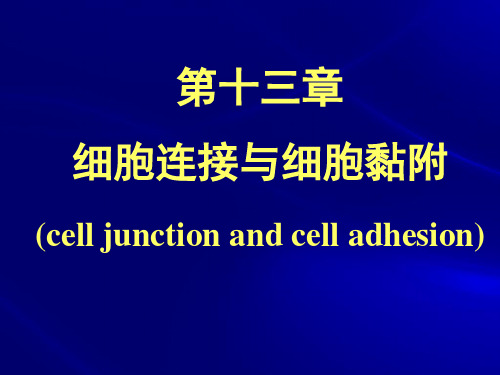 《细胞连接》幻灯片PPT
