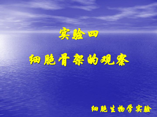 细胞骨架的观察.