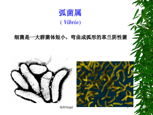 病原微生物之弧菌霍乱 副溶血医学PPT