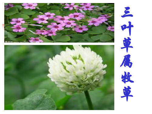 三叶草属牧草