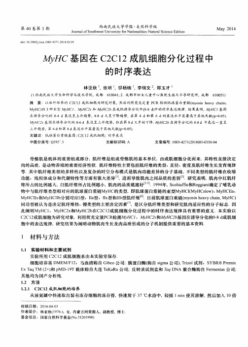 MyHC基因在C2C12成肌细胞分化过程中的时序表达