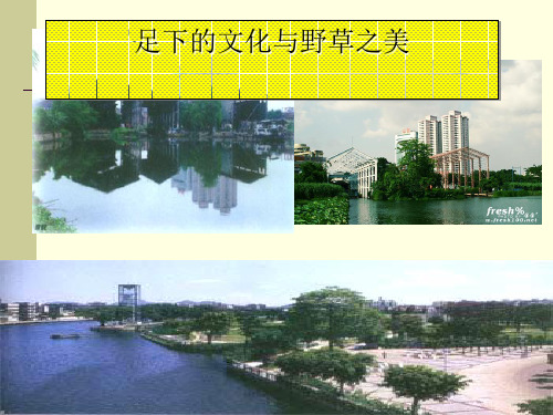 足下的文化与野草之美ppt实用课件4