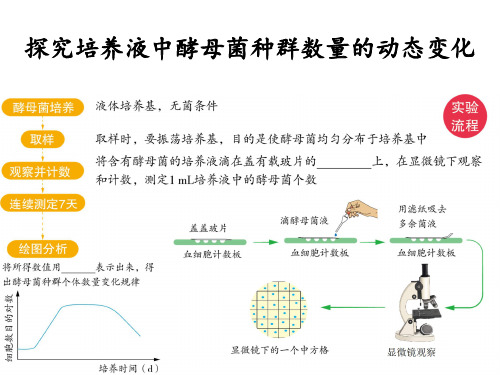 探究培养液中酵母菌种群数量的动态变化