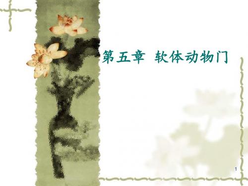 软体动物精讲