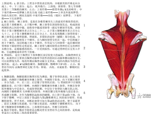 《身体各部分肌肉的名称起止点功能》