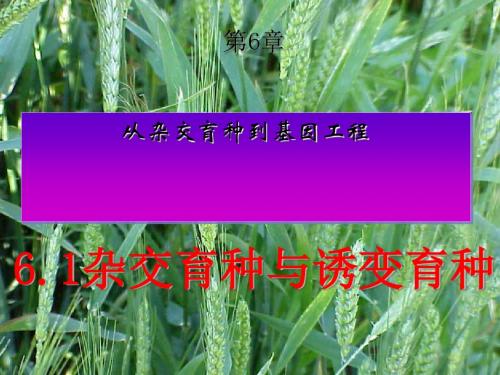 杂交育种与诱变育种ppt31 人教课标版