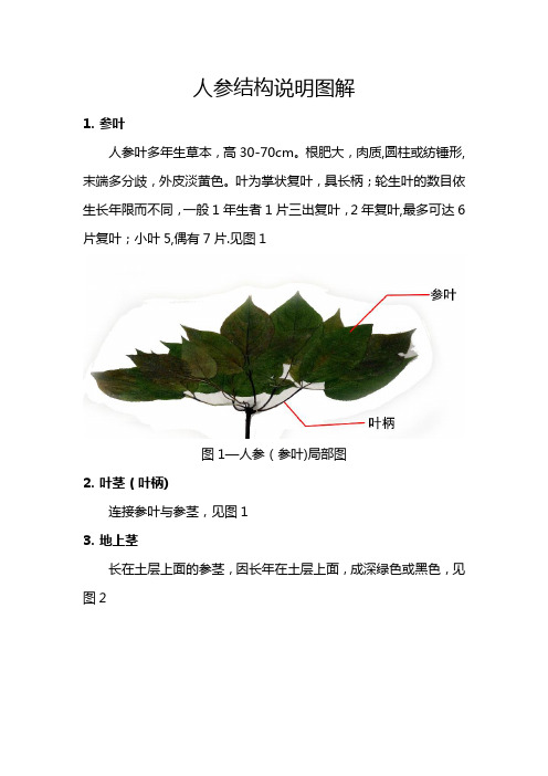 人参结构说明及图解(人参标本版)