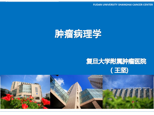 肿瘤病理学 PPT精品课件