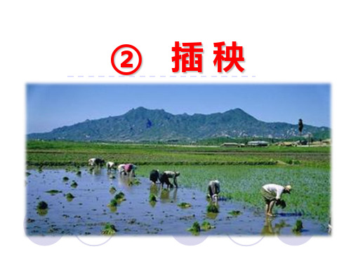 (完整)一级下册语文课件- 插秧｜北师大版精品PPT资料精品PPT资料