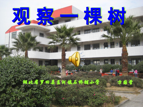 观察一棵树(小学四年级上册科学)课件PPT模板