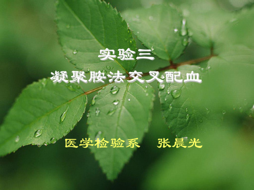 凝聚胺交叉配血试验 ppt课件