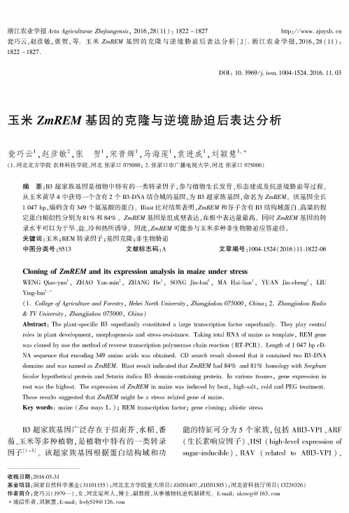 玉米ZwREM基因的克隆与逆境胁迫后表达分析