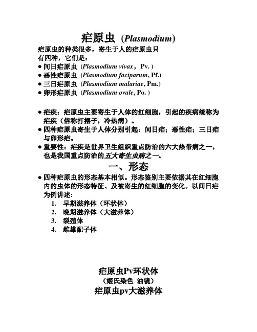 17.疟原虫