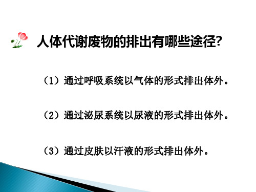北师大版生物七年级下册11.3《皮肤与汗液分泌》 课件(共32张PPT)