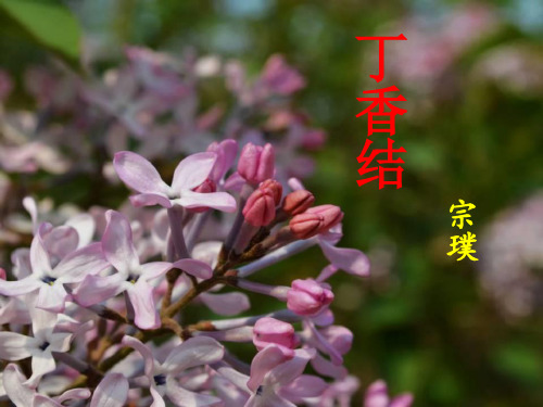 六年级语文《丁香结-》-宗璞PPT课件