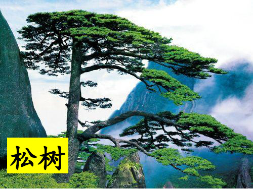 二年级上册语文课件 - 识字 《2树之歌》 (共40张PPT) 人教部编版
