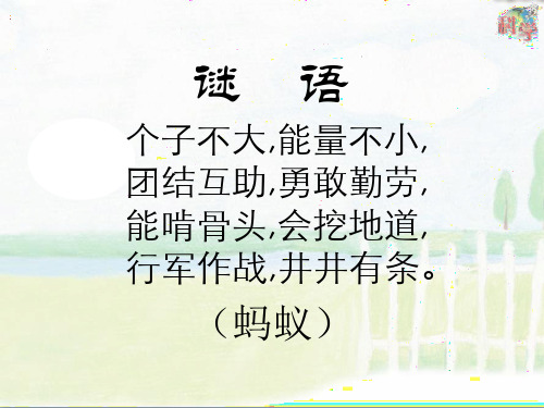 PPT课件：校园里的蚂蚁