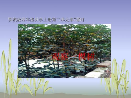 四年级上册科学第7课观察一棵树鄂教版
