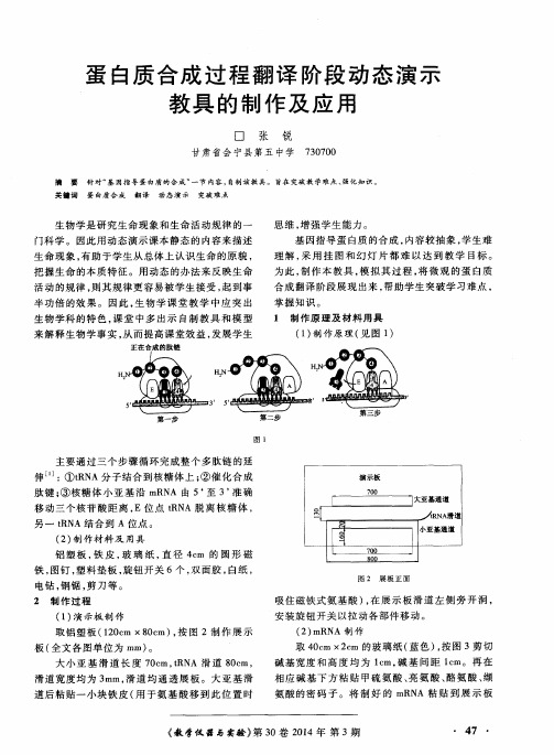 蛋白质合成过程翻译阶段动态演示教具的制作及应用
