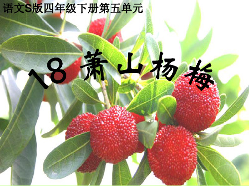 18萧山杨梅定稿.ppt