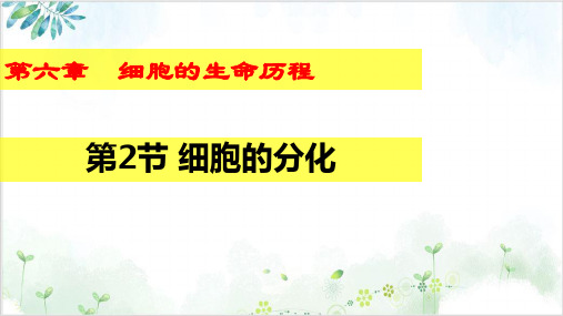 人教版高中生物必修一《细胞的分化》(26张)-PPT优秀课件