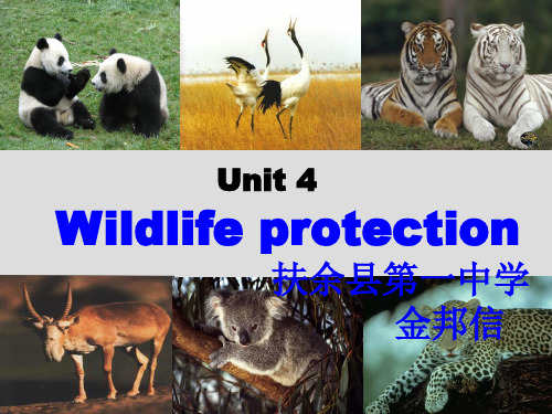 高中英语《Unit4 Wildlife Protection》课件1 必修2