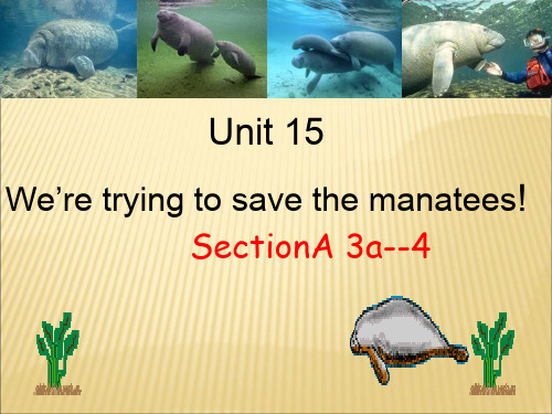 【课件】初中英语九年级 Unit 15《 We're trying to save the manateese!》PPT