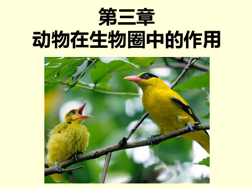 人教版生物八年级上册5.3动物在自然界中的作用 课件(32张ppt)
