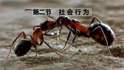 人教版八年级生物上册5.2.3社会行为 (PPT)