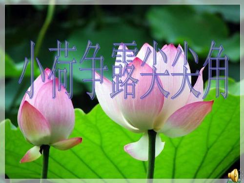 【精品课件】第四单元第一节 小荷争露尖尖角