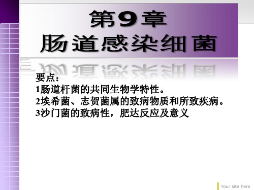 肠道感染细菌PPT课件