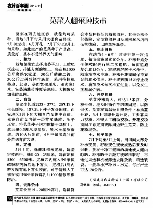 苋菜大棚采种技术