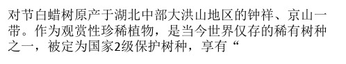对节白蜡树古桩的养护管理技术