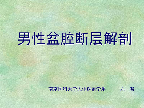 男性盆腔断层解剖