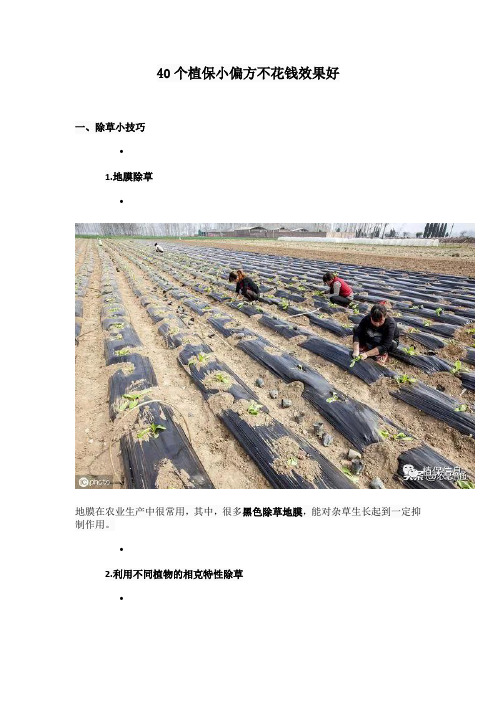 40个植保小偏方不花钱效果好