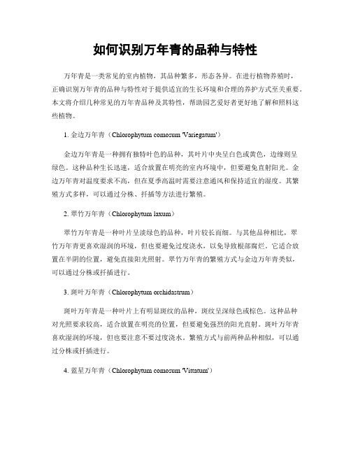 如何识别万年青的品种与特性